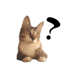 ねこダイ好き（個別スタンプ：15）