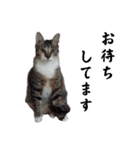 ねこダイ好き（個別スタンプ：16）