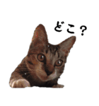 ねこダイ好き（個別スタンプ：17）