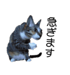 ねこダイ好き（個別スタンプ：18）