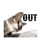 ねこダイ好き（個別スタンプ：25）