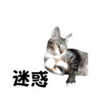 ねこダイ好き（個別スタンプ：26）