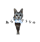 ねこダイ好き（個別スタンプ：28）