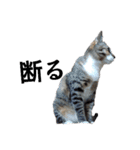 ねこダイ好き（個別スタンプ：29）