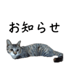 ねこダイ好き（個別スタンプ：30）
