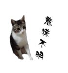 ねこダイ好き（個別スタンプ：33）