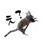 ねこダイ好き（個別スタンプ：34）
