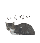 ねこダイ好き（個別スタンプ：36）