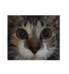 ねこダイ好き（個別スタンプ：39）