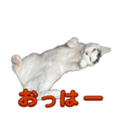 ぷっちぷー！（個別スタンプ：7）