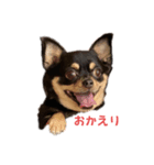 大きめ チワワ（個別スタンプ：6）