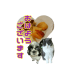 犬LOVE猫（個別スタンプ：1）