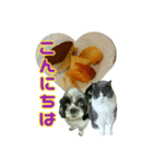 犬LOVE猫（個別スタンプ：2）