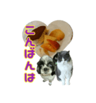 犬LOVE猫（個別スタンプ：3）