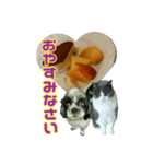 犬LOVE猫（個別スタンプ：4）