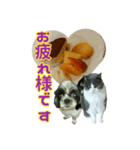 犬LOVE猫（個別スタンプ：5）