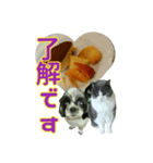 犬LOVE猫（個別スタンプ：6）