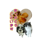 犬LOVE猫（個別スタンプ：8）