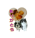 犬LOVE猫（個別スタンプ：9）