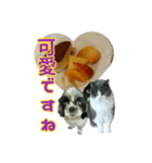 犬LOVE猫（個別スタンプ：10）