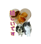 犬LOVE猫（個別スタンプ：11）