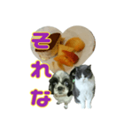 犬LOVE猫（個別スタンプ：12）