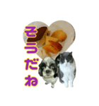 犬LOVE猫（個別スタンプ：13）