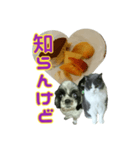 犬LOVE猫（個別スタンプ：14）