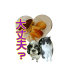 犬LOVE猫（個別スタンプ：17）