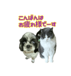 犬LOVE猫（個別スタンプ：23）