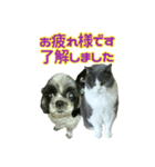 犬LOVE猫（個別スタンプ：25）