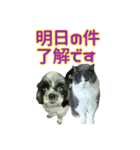 犬LOVE猫（個別スタンプ：26）