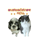 犬LOVE猫（個別スタンプ：27）