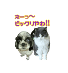 犬LOVE猫（個別スタンプ：29）