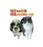 犬LOVE猫（個別スタンプ：36）