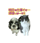 犬LOVE猫（個別スタンプ：37）