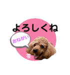 トイプードルの茶色くん（個別スタンプ：1）
