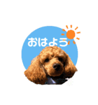 トイプードルの茶色くん（個別スタンプ：2）