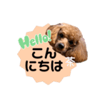 トイプードルの茶色くん（個別スタンプ：3）