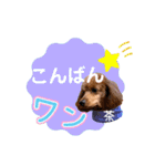 トイプードルの茶色くん（個別スタンプ：4）