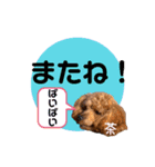 トイプードルの茶色くん（個別スタンプ：5）