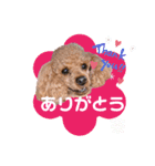 トイプードルの茶色くん（個別スタンプ：6）