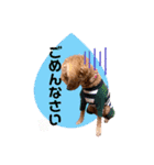 トイプードルの茶色くん（個別スタンプ：7）
