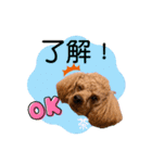 トイプードルの茶色くん（個別スタンプ：8）