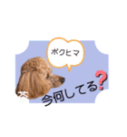トイプードルの茶色くん（個別スタンプ：9）