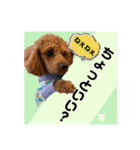 トイプードルの茶色くん（個別スタンプ：11）