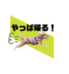 トイプードルの茶色くん（個別スタンプ：13）