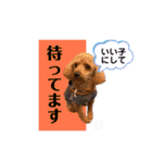 トイプードルの茶色くん（個別スタンプ：14）