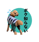 トイプードルの茶色くん（個別スタンプ：15）