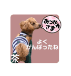 トイプードルの茶色くん（個別スタンプ：16）